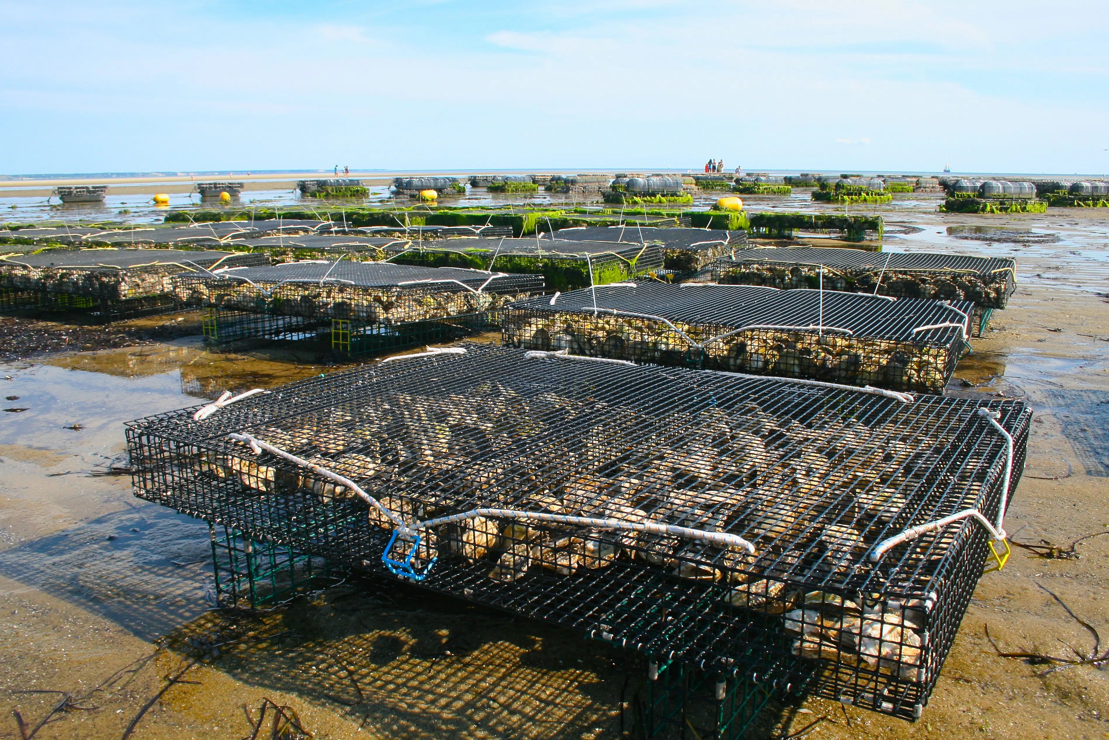 Oyster farm aquaculture operation on a working waterfront in Connecticut